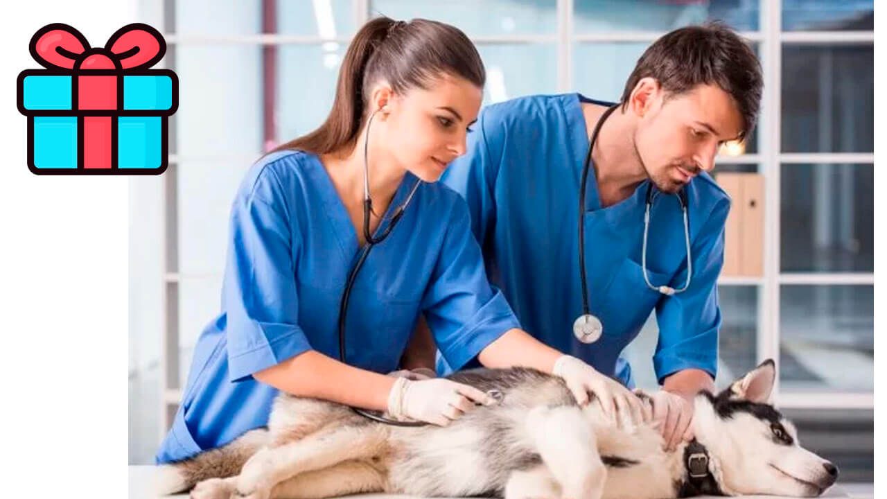 regalo-para-veterinario Present till veterinär